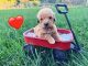 Goldendoodle Puppies for sale in Mt Vernon, GA 30445, USA. price: NA