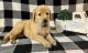 Goldendoodle Puppies for sale in Mt Vernon, GA 30445, USA. price: NA