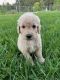 Goldendoodle Puppies for sale in Mt Vernon, GA 30445, USA. price: $700