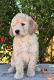 Goldendoodle Puppies for sale in Tucson, AZ, USA. price: $1,300