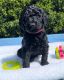 Goldendoodle Puppies for sale in Dallas, TX, USA. price: $400