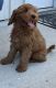 Goldendoodle Puppies for sale in Corinth, TX 76210, USA. price: $795