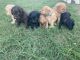 Goldendoodle Puppies for sale in Cushing, OK 74023, USA. price: NA