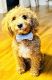 Goldendoodle Puppies for sale in 2 Main St, Irvington, NY 10533, USA. price: $2,000