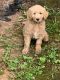 Goldendoodle Puppies for sale in Johnson City, TN, USA. price: $1,000