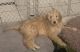 Goldendoodle Puppies for sale in Fayetteville, NC 28314, USA. price: NA