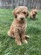 Goldendoodle Puppies for sale in Star, ID 83669, USA. price: NA