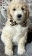 Goldendoodle Puppies for sale in Tacoma, WA, USA. price: NA