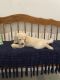 Goldendoodle Puppies for sale in Sienna Plantation, 9422 Fox Bend Ln, Missouri City, TX 77459, USA. price: $1,700