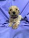 Goldendoodle Puppies for sale in Greeley, CO, USA. price: $800