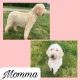 Goldendoodle Puppies for sale in Glasgow, KY 42141, USA. price: $500