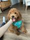Goldendoodle Puppies for sale in Northbrook, IL 60062, USA. price: NA