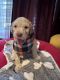 Goldendoodle Puppies for sale in 4702 Granite Ct, Indian Trail, NC 28079, USA. price: $1,000