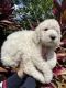 Goldendoodle Puppies for sale in Kissimmee, FL 34758, USA. price: $700