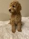 Goldendoodle Puppies for sale in Star, ID 83669, USA. price: $1,000