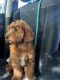 Goldendoodle Puppies for sale in Charlotte, NC, USA. price: $1,600