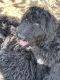 Goldendoodle Puppies for sale in Canton, TX 75103, USA. price: NA