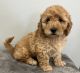 Goldendoodle Puppies for sale in Louisville, KY, USA. price: $2,250
