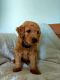 Goldendoodle Puppies for sale in Battle Ground, WA 98604, USA. price: $950