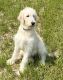 Goldendoodle Puppies for sale in Dundee, OH 44624, USA. price: $500