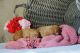 Goldendoodle Puppies for sale in Huntsville, TX, USA. price: NA