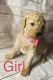 Goldendoodle Puppies for sale in Choctaw, OK 73020, USA. price: $2,000