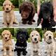 Goldendoodle Puppies for sale in Gray, GA 31032, USA. price: NA