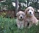 Goldendoodle Puppies for sale in Sarasota, FL, USA. price: $2,000