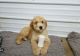 Goldendoodle Puppies for sale in Bedford, NH 03110, USA. price: $550