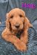 Goldendoodle Puppies for sale in Canyon, TX 79015, USA. price: $1,200