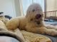 Goldendoodle Puppies for sale in Kissimmee, FL, USA. price: $800