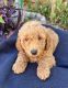Goldendoodle Puppies for sale in Lathrop, CA, USA. price: $1,800