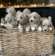 Goldendoodle Puppies for sale in Covina, CA 91724, USA. price: $1,500