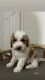 Goldendoodle Puppies for sale in Riverside, CA, USA. price: $2,000