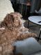 Goldendoodle Puppies for sale in Fort Lauderdale, FL 33323, USA. price: $3,000