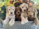 Goldendoodle Puppies for sale in Grand Blanc, MI 48439, USA. price: NA