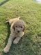 Goldendoodle Puppies for sale in Hoover, AL, USA. price: $900