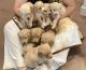 Goldendoodle Puppies for sale in Abingdon, VA 24211, USA. price: $1,000