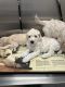 Goldendoodle Puppies for sale in Miami, FL 33196, USA. price: $2,000