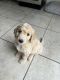 Goldendoodle Puppies for sale in Miami, FL 33196, USA. price: $2,000