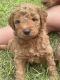 Goldendoodle Puppies for sale in Pell City, AL, USA. price: NA