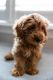 Goldendoodle Puppies for sale in Houston, TX, USA. price: $1,800