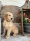 Goldendoodle Puppies for sale in Mohnton, PA 19540, USA. price: NA