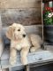 Goldendoodle Puppies for sale in Mohnton, PA 19540, USA. price: NA