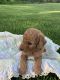 Goldendoodle Puppies for sale in Juniata, PA 19124, USA. price: $825