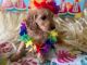 Goldendoodle Puppies for sale in Traverse City, MI, USA. price: $1,200