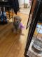 Goldendoodle Puppies for sale in Jersey City, NJ, USA. price: NA