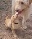 Goldendoodle Puppies for sale in Greeley, CO, USA. price: $199