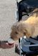 Goldendoodle Puppies for sale in Winston, GA 30187, USA. price: NA