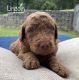 Goldendoodle Puppies for sale in Lebanon, MO 65536, USA. price: $1,000